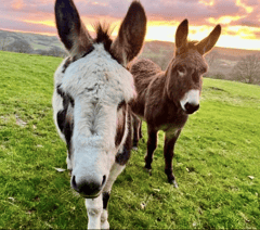 Readers' animal photography