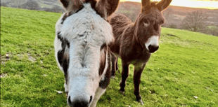 Readers' animal photography