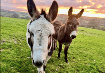 Readers' animal photography