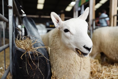 New sheep village set to debut at Royal Welsh Show