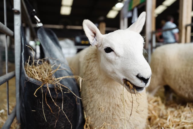 New sheep village set to debut at Royal Welsh Show