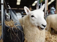 New sheep village set to debut at Royal Welsh Show