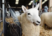 New Sheep Village ‘Cynefin’ to be launched at the Royal Welsh Show