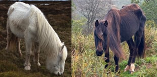 Volunteers rally to save starving ponies in the Black Mountains