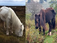 Volunteers rally to save starving ponies in the Black Mountains