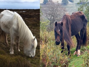 Volunteers rally to save starving ponies in the Black Mountains