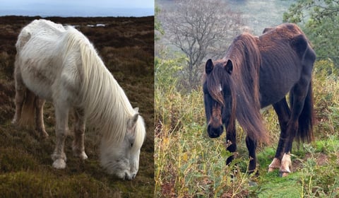 Volunteers rally to save starving ponies in the Black Mountains