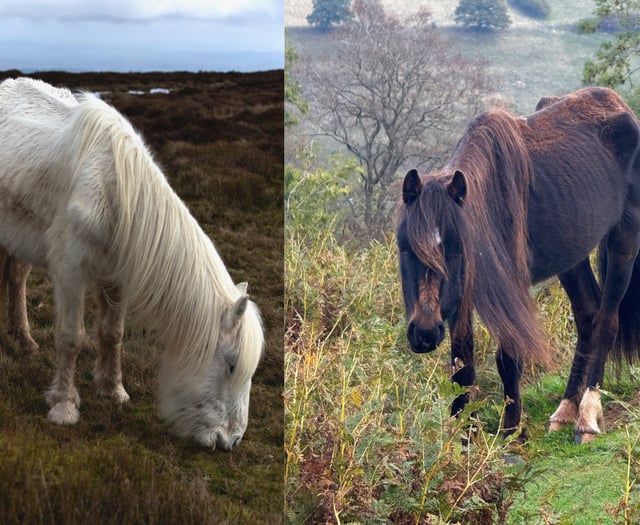 Volunteers rally to save starving ponies in the Black Mountains