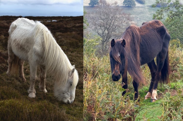 Semi-feral Welsh and mixed-breed ponies in the Black Mountains, many of which are suffering from neglect and starvation