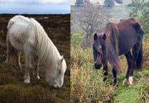 Volunteers rally to save starving ponies in the Black Mountains