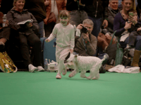 Young Brecon handler, 4, shines at Crufts debut