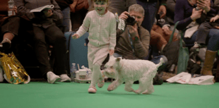 Young Brecon handler, 4, shines at Crufts debut
