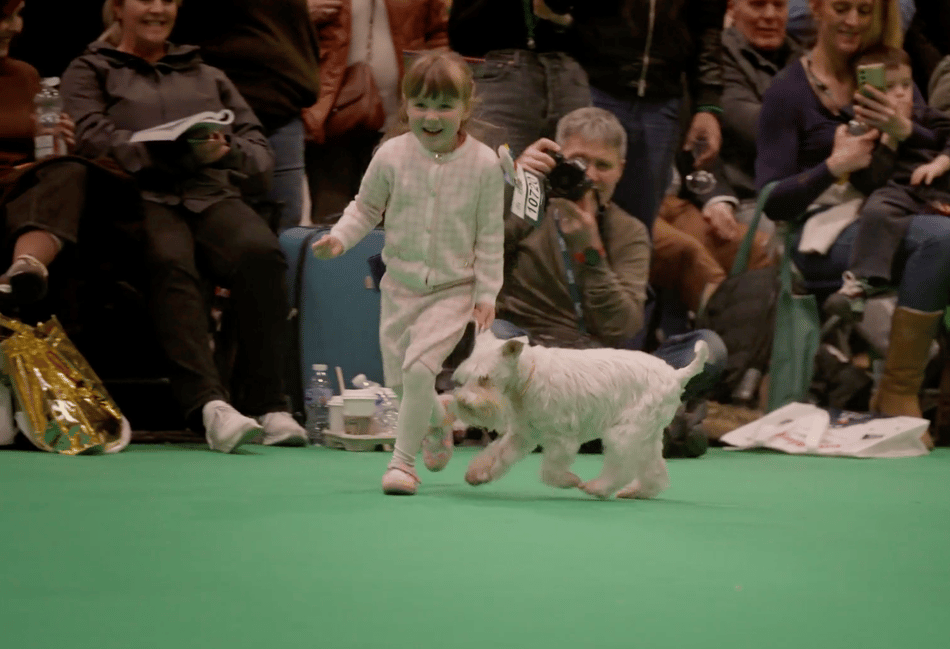 Young Brecon handler, 4, shines at Crufts debut