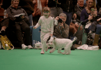 Young Brecon handler, 4, shines at Crufts debut