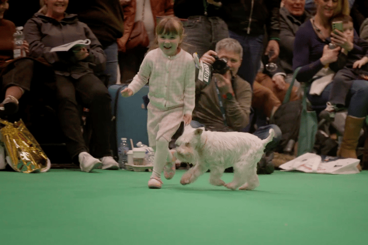 Caitlyn Mellor, 4, from Brecon, with her white Miniature Schnauzer Zeeva at Crufts 2026