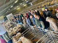Report: Strong trade at Brecon market sheep sale
