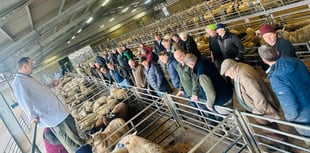 Report: Strong trade at Brecon market sheep sale