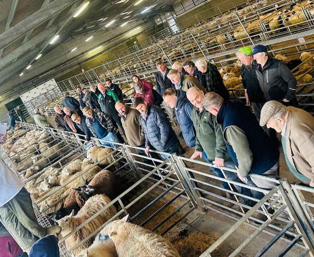 Report: Strong trade at Brecon market sheep sale