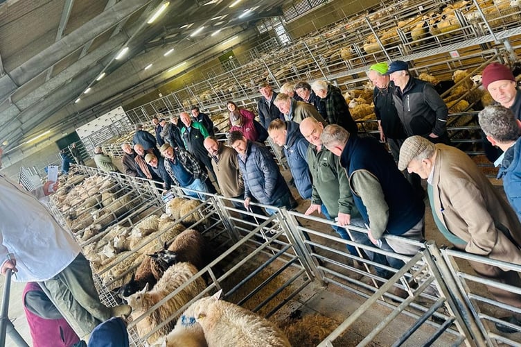 Trade at Brecon Livestock Market this week