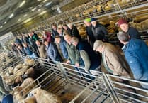 Report: Strong trade at Brecon market sheep sale