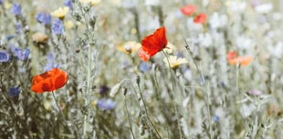 Community invited to Glasbury plant sale this weekend