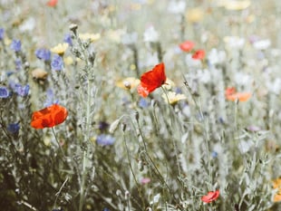Community invited to Glasbury plant sale this weekend
