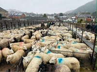 Report: Hoggets top at 419ppk at Knighton market