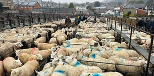 Report: Hoggets top at 419ppk at Knighton market