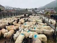 Report: Hoggets top at 419ppk at Knighton market