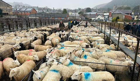 Report: Hoggets top at 419ppk at Knighton market