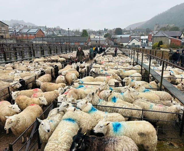 Report: Hoggets top at 419ppk at Knighton market