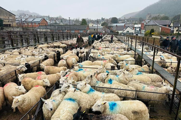 A strong trade at Knighton market saw new season hoggets reach 419ppk and £200 per head