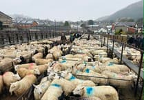 Report: Hoggets top at 419ppk at Knighton market