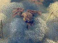 Picture This: Readers share their first signs of spring photos!