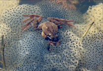 Picture This: Readers share their first signs of spring photos!