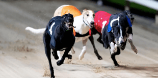 RSPCA comment on Greyhound Racing ban in Wales