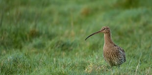 Celebrate World Curlew Day at Brecon's y Gaer