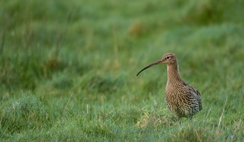 Celebrate World Curlew Day at Brecon's y Gaer