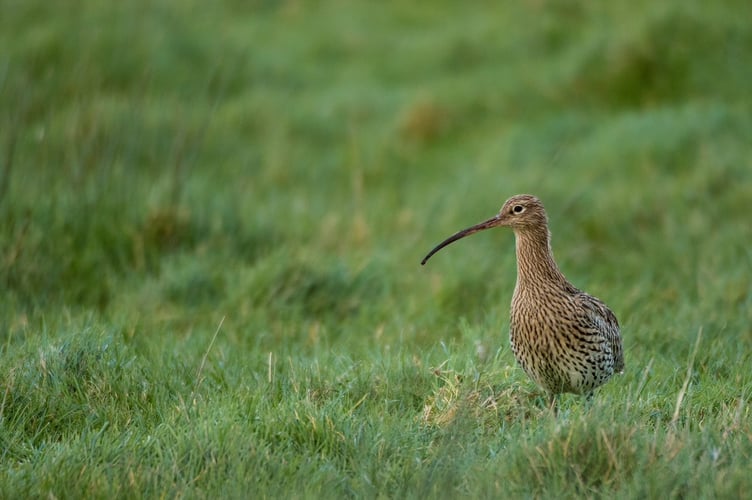 Curlews are set to become extinct as a breeding population by 2033 