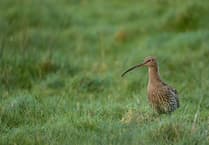 Celebrate World Curlew Day at Brecon's y Gaer