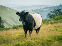 Livestock helping to restore freshwater habitats in river catchment