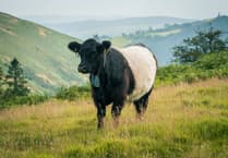 Livestock helping to restore freshwater habitats in the River Irfon Catchment