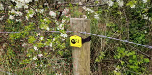 Red-listed birds spotted on Welsh farms, study finds