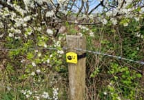 Red-listed birds spotted on Welsh farms, study finds
