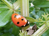 Readers' nature photography from Brecon and Radnorshire