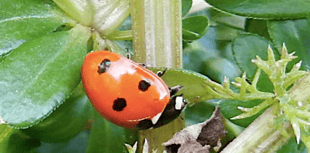 Readers' nature photography from Brecon and Radnorshire