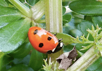 Readers' nature photography from Brecon and Radnorshire