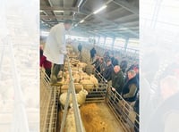 Report: Top-quality Hoggets and ewes see strong trade at Brecon