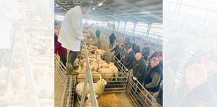 Report: Top-quality Hoggets and ewes see strong trade at Brecon