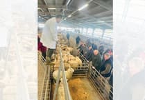 Report: Top-quality Hoggets and ewes see strong trade at Brecon